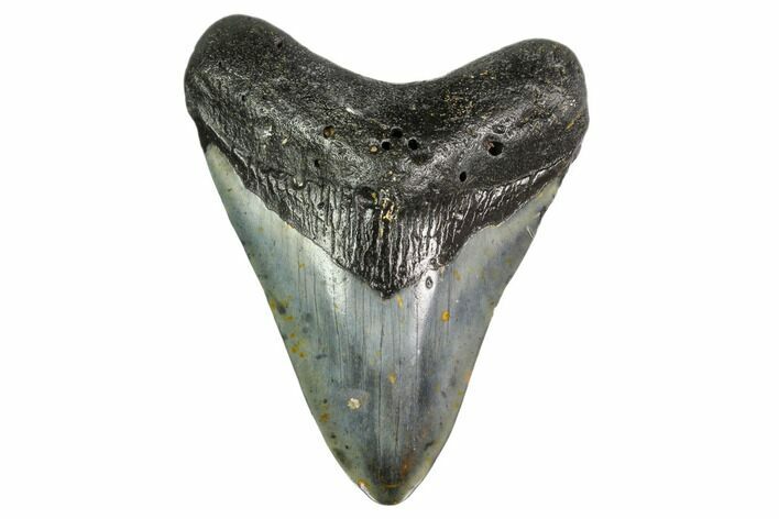 Fossil Megalodon Tooth - North Carolina #149406